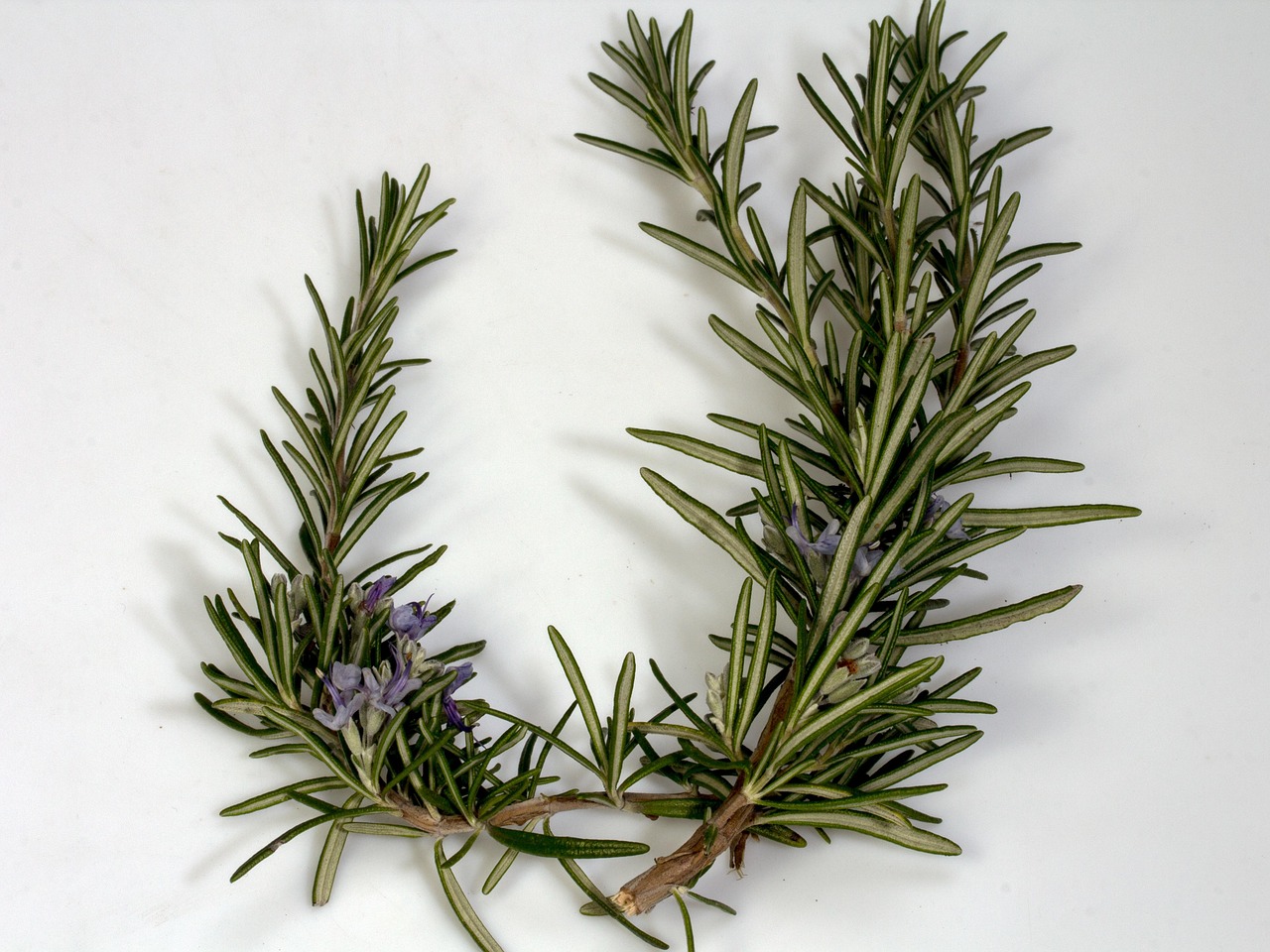 Brins de romarin frais posés sur une table en bois, plante aux nombreux bienfaits
